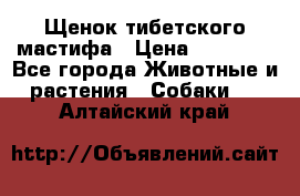 Щенок тибетского мастифа › Цена ­ 60 000 - Все города Животные и растения » Собаки   . Алтайский край